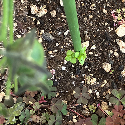 バジルの新芽